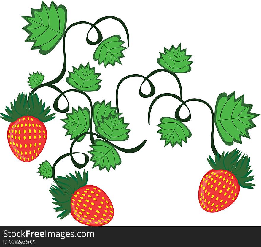 Curl from strawberry berries on the isolated background