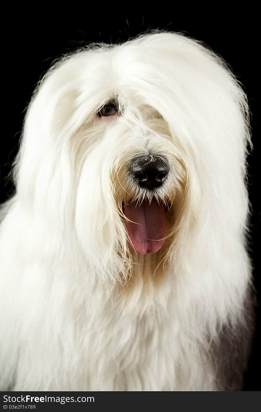 Old English Sheepdog Portrait