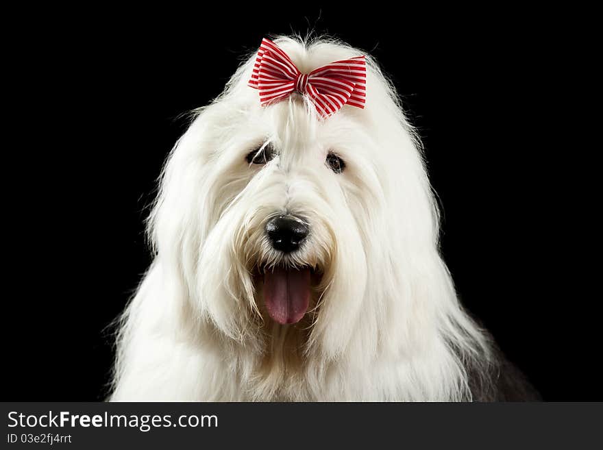 Old english sheepdog