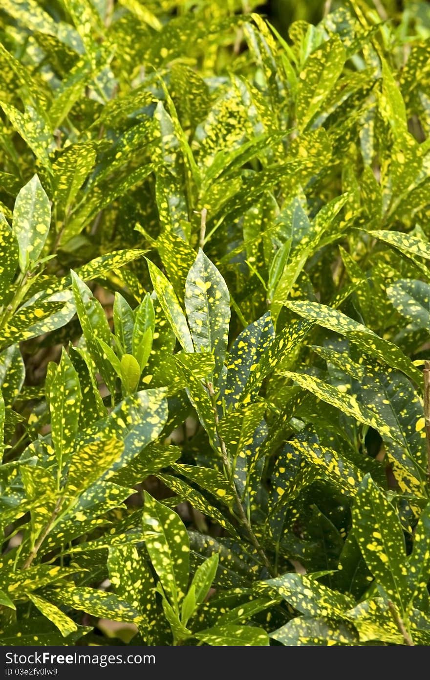 Green foliage