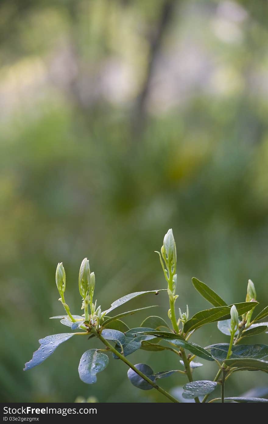 Flower buds background