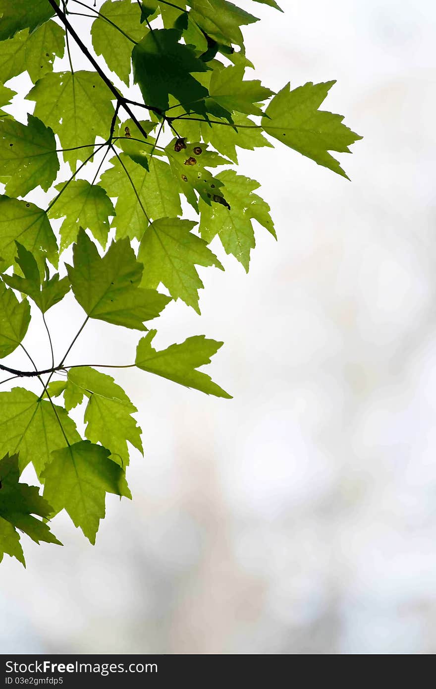 Frame Of Leaves