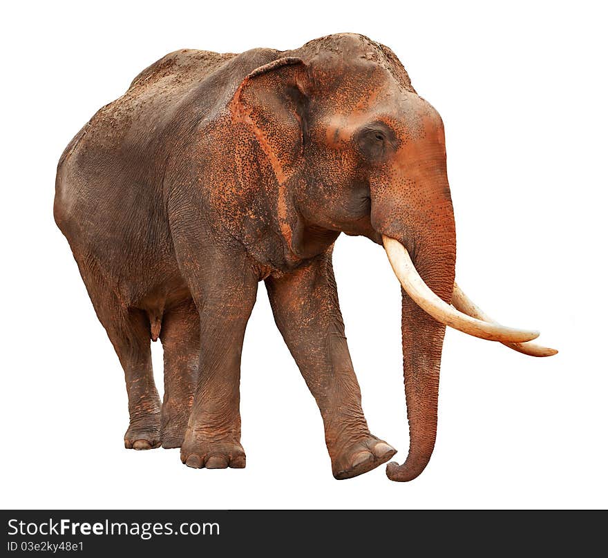 Elephant with clipping path, isolatad against white background