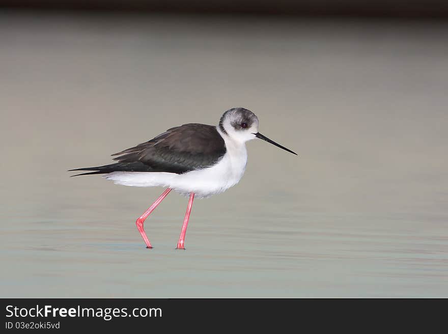 Water Bird - Black Winged Stilt (Himantopus Himant