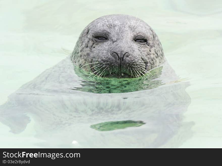 Seehund - seal in the water - Phoca vitulina. Seehund - seal in the water - Phoca vitulina