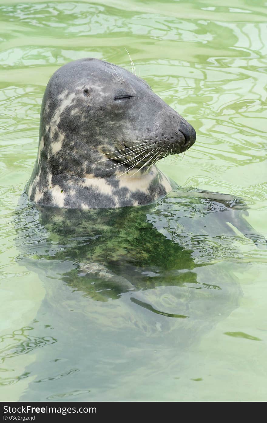 Seehund - seal in the water - Phoca vitulina. Seehund - seal in the water - Phoca vitulina