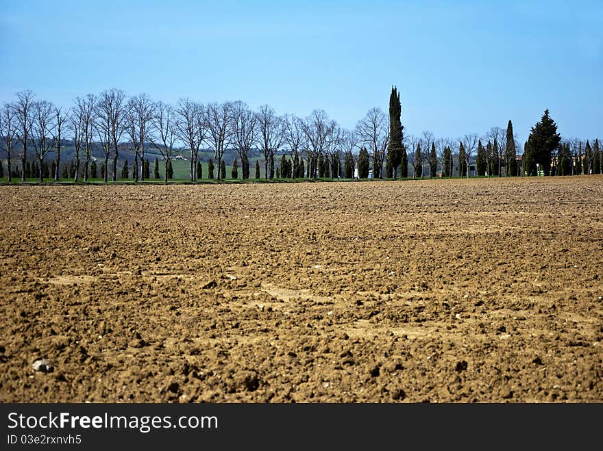 Tuscany fields with cypress - Italy