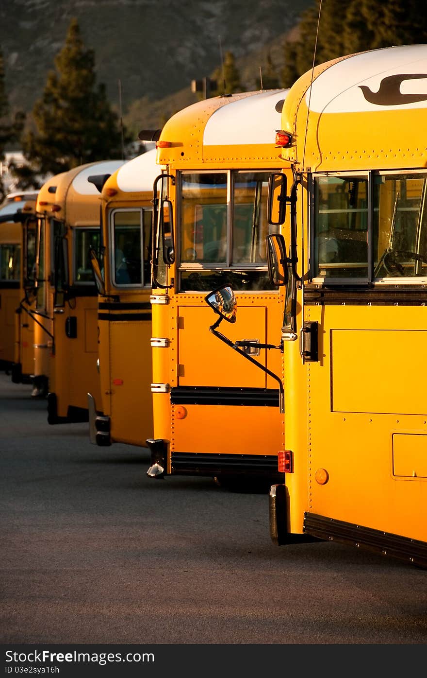 Line of School Buses