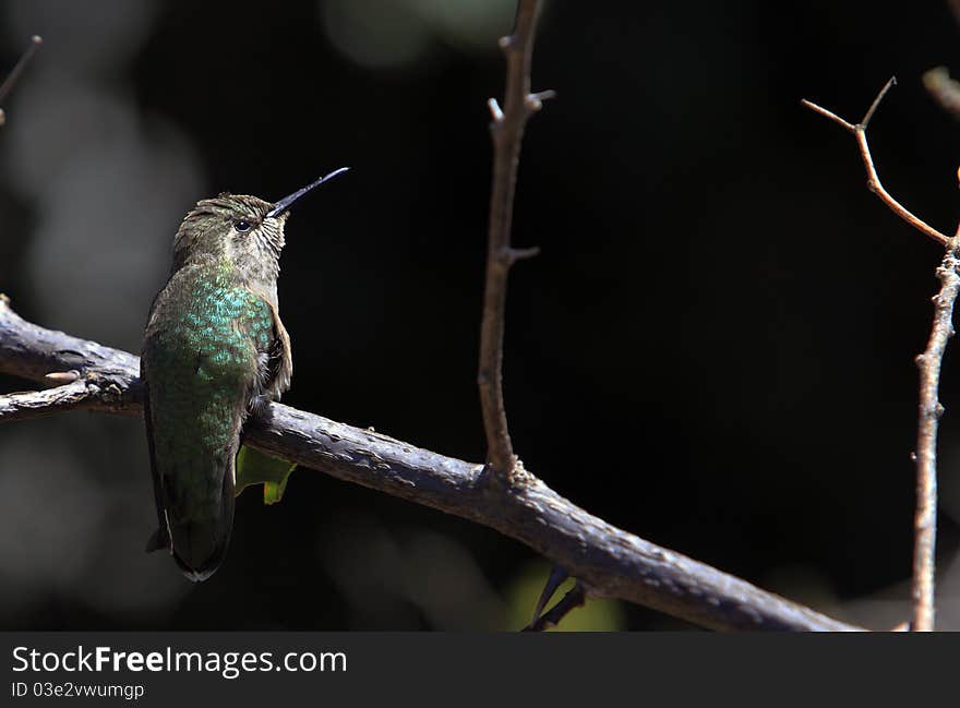 Rufous Hummingbird