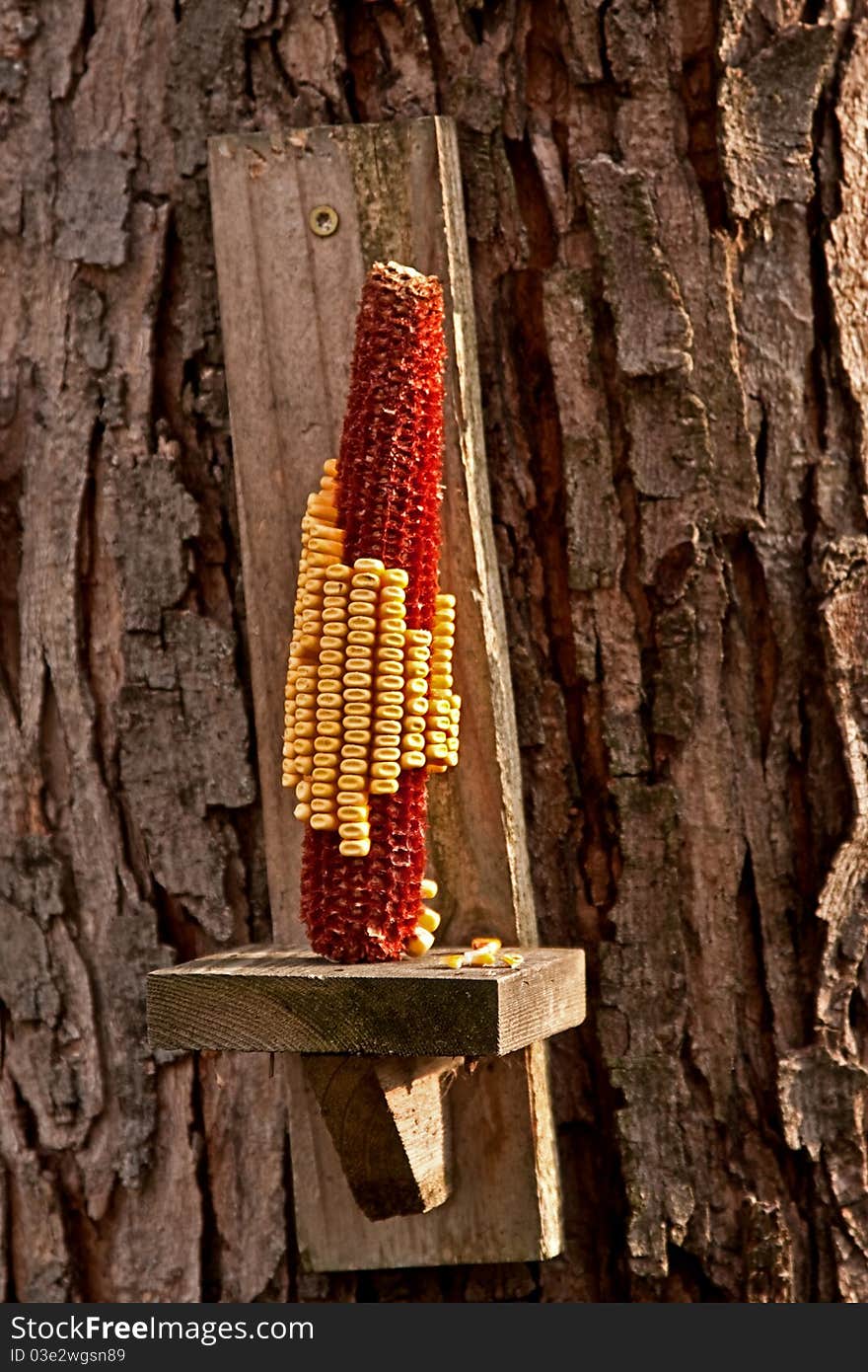 A squirrel feeder hanging on a tree in my back yard.