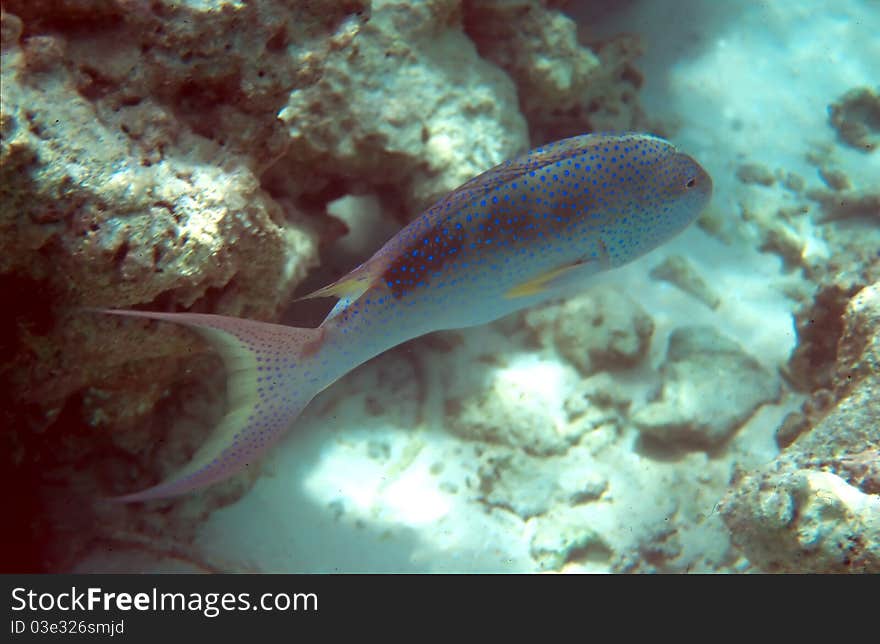 A Lyretail Grouper Scientific Name Variola Louti on a reef in the Maldives