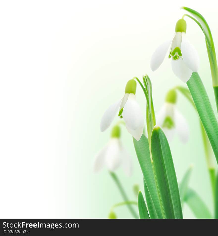 Snowdrops with a colorful out of focus background.