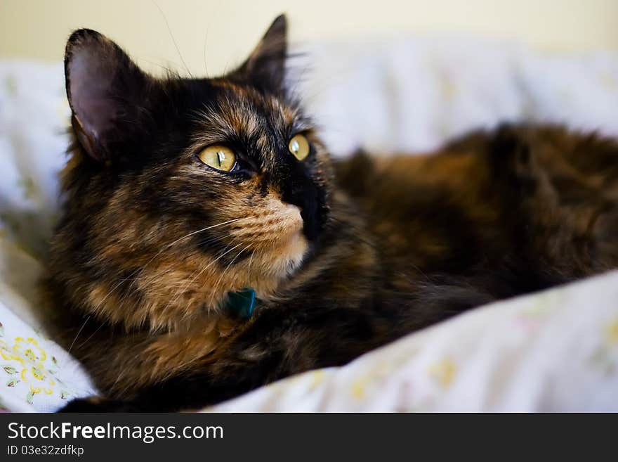 Brown cat lying on bed and watching out of the window.