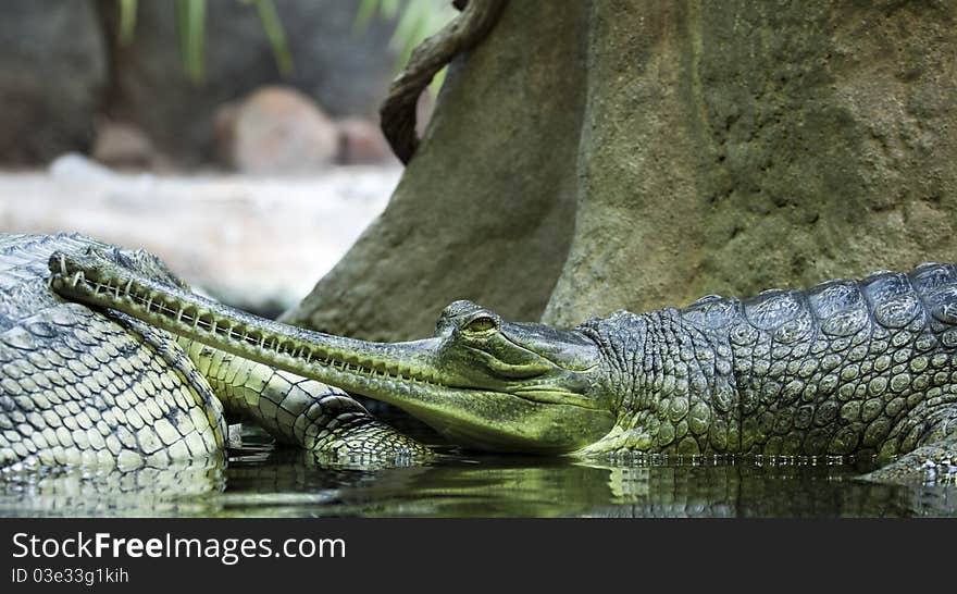 Gavialis gangeticus relaxing in wather .
(Gavialis gangeticus) is a critically endangered species of crocodile living in India, where it is considered a sacred animal.