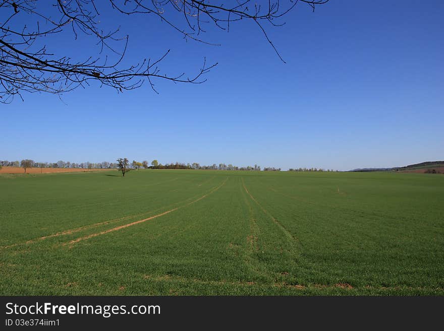 Beautiful grassland in spring