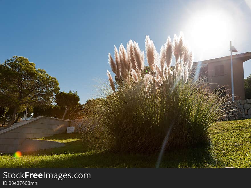 High resolution image of a bunch of grass in the direct sun. Copy space included. High resolution image of a bunch of grass in the direct sun. Copy space included