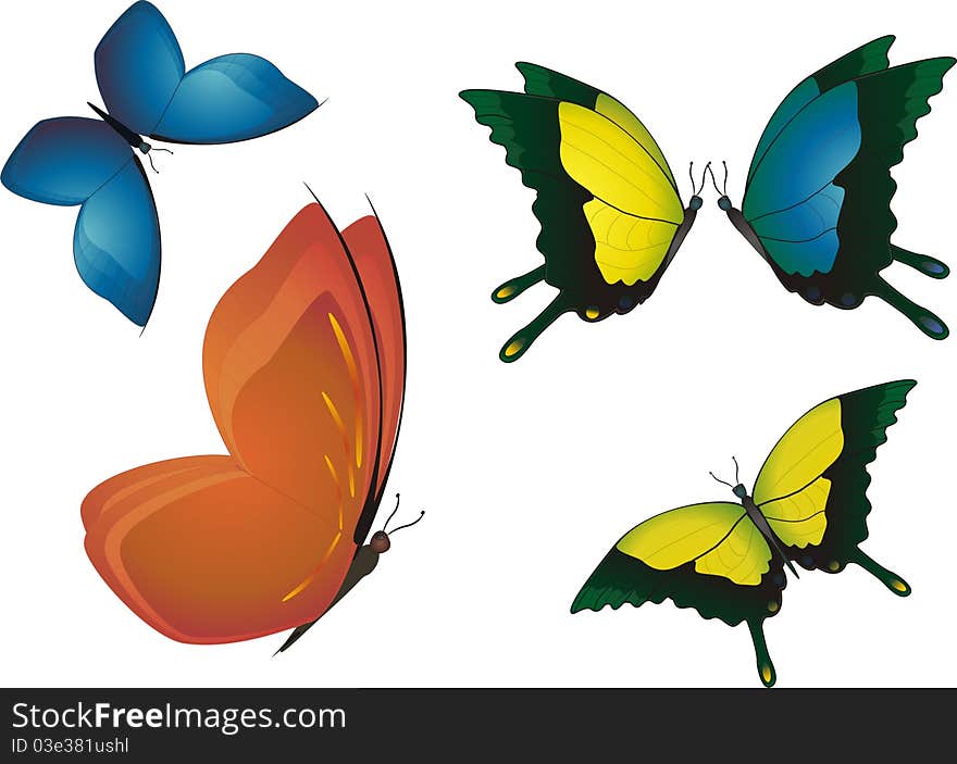 Multicolored butterflies.