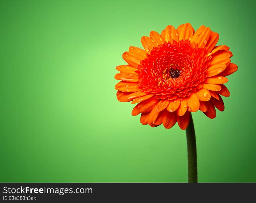 Gerber flower on a green gradient background