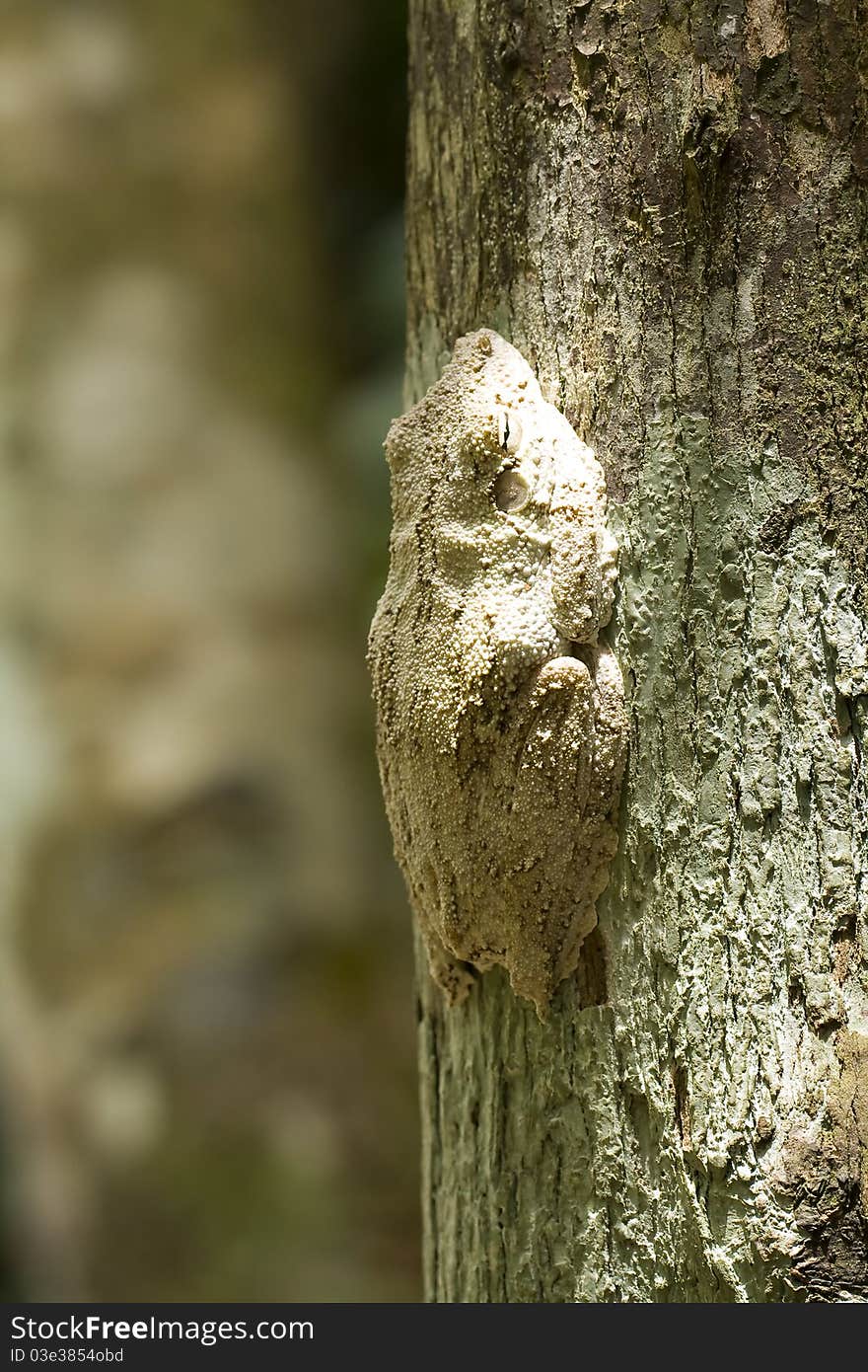 A frog camouflaged in a tree. A frog camouflaged in a tree