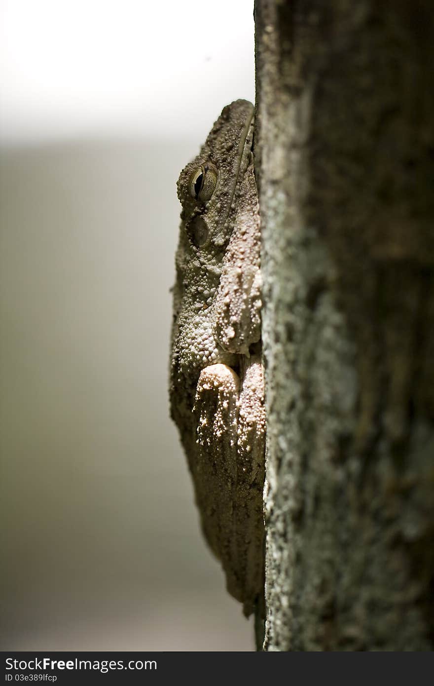 A frog camouflaged in a tree. A frog camouflaged in a tree