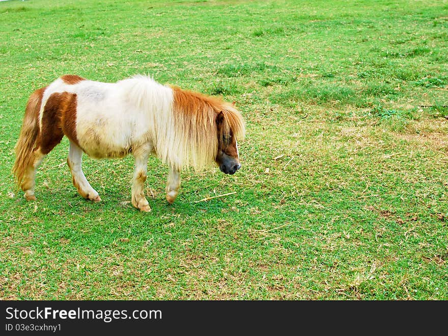 Brown horse eating and grazing on green grass field in farm land. Brown horse eating and grazing on green grass field in farm land