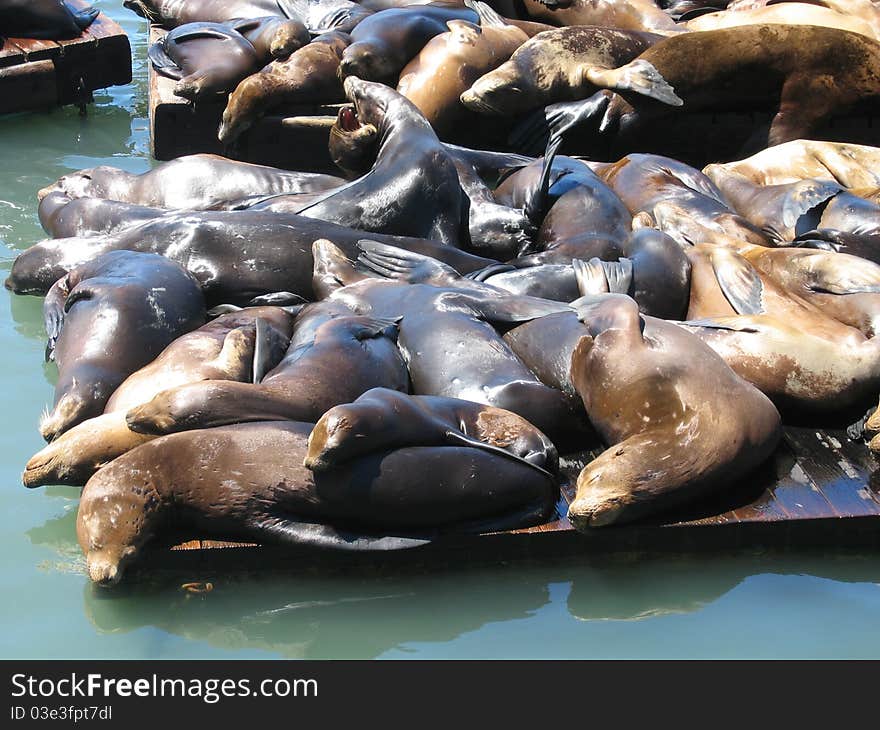 Close up of the sea lions at Pier 39