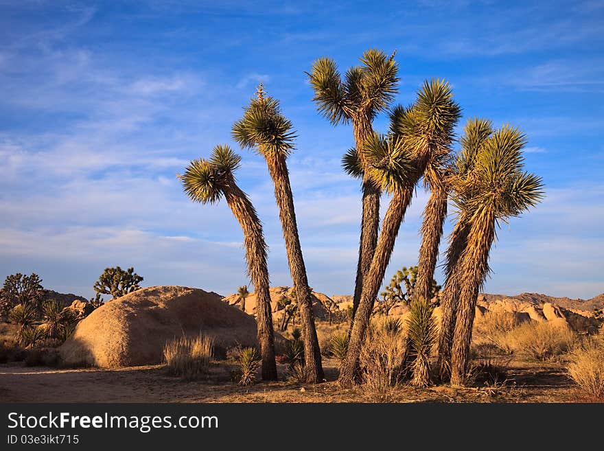 A cluster of young joshua trees in Joshua Tree National Monument, California.