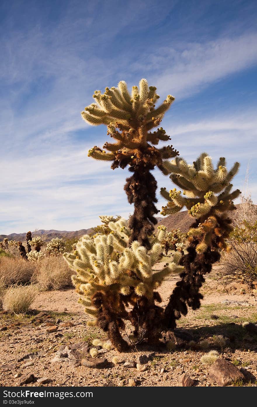 Jumping Cholla Cactus