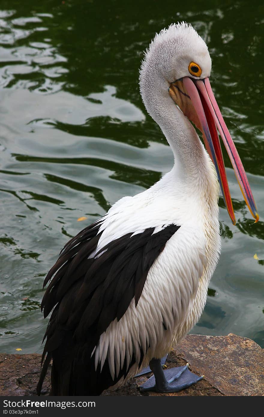 The beautiful pelican bird in the zoo