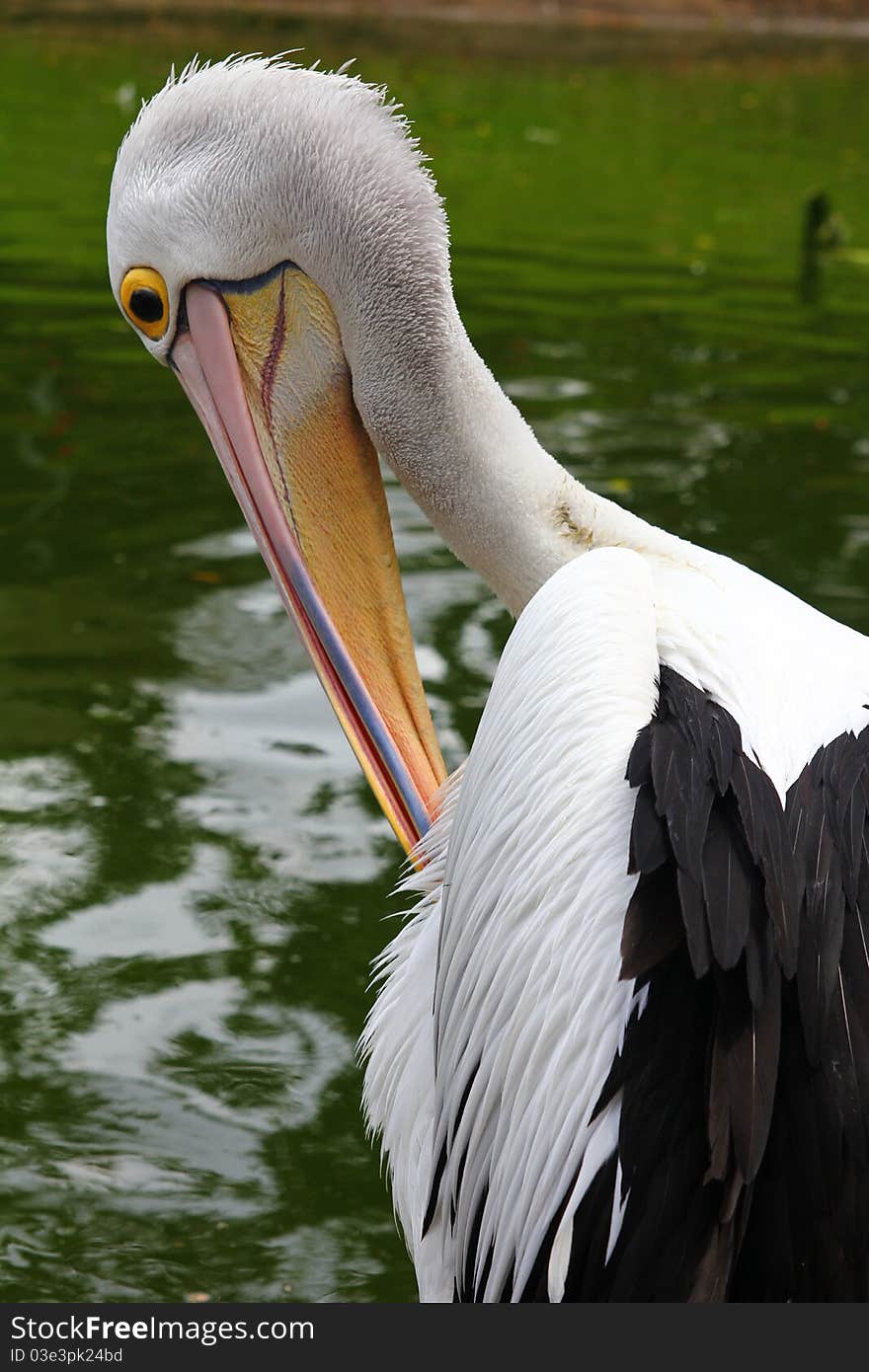 The beautiful pelican bird in the zoo