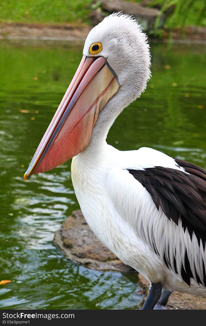 The beautiful pelican bird in the zoo