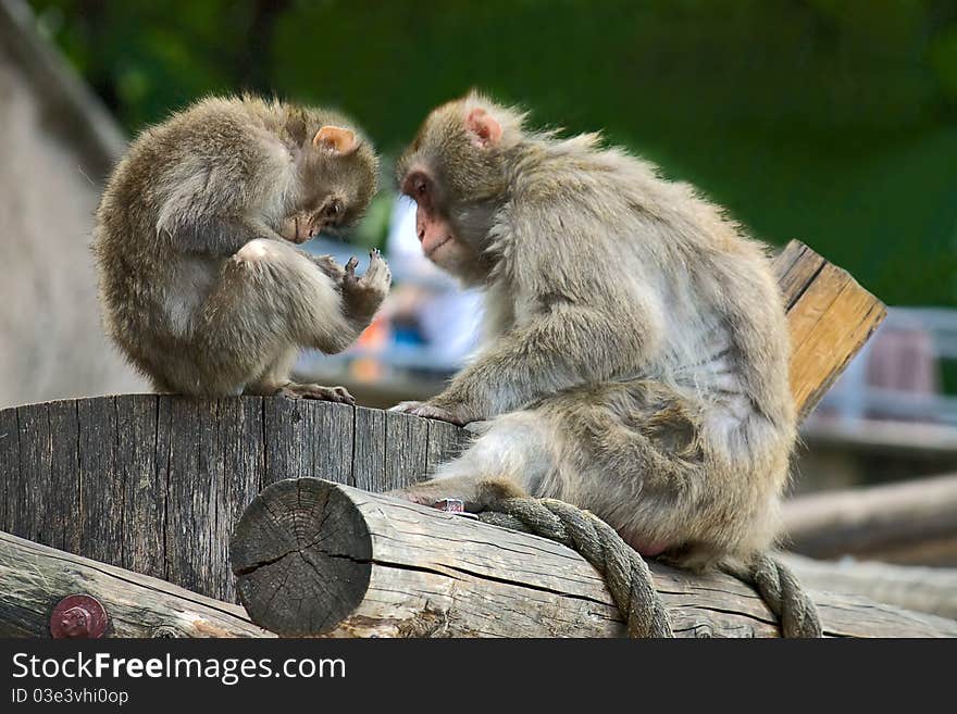 Adult and baby monkey in zoo enclosure, Russia. Adult and baby monkey in zoo enclosure, Russia.