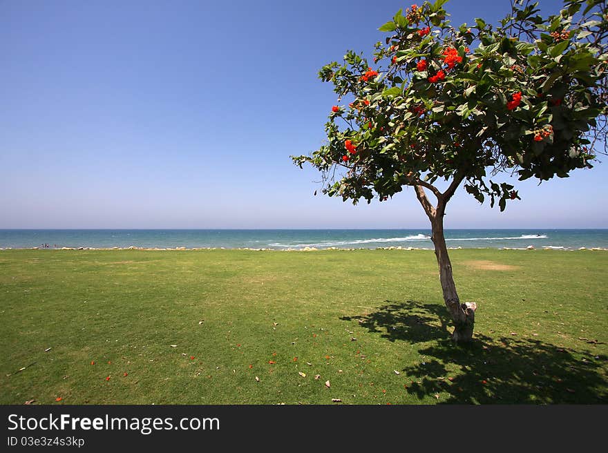 Tree on the shore