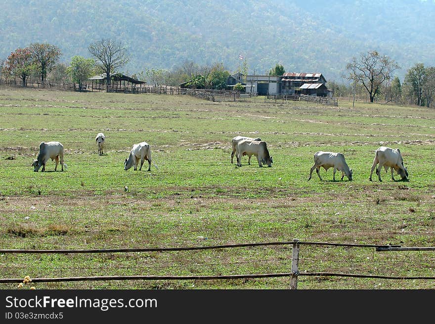 Cows grazing in a fresh green field