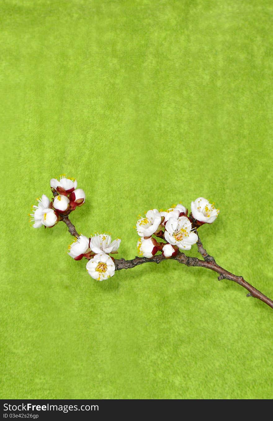 Blooming branch on a green background