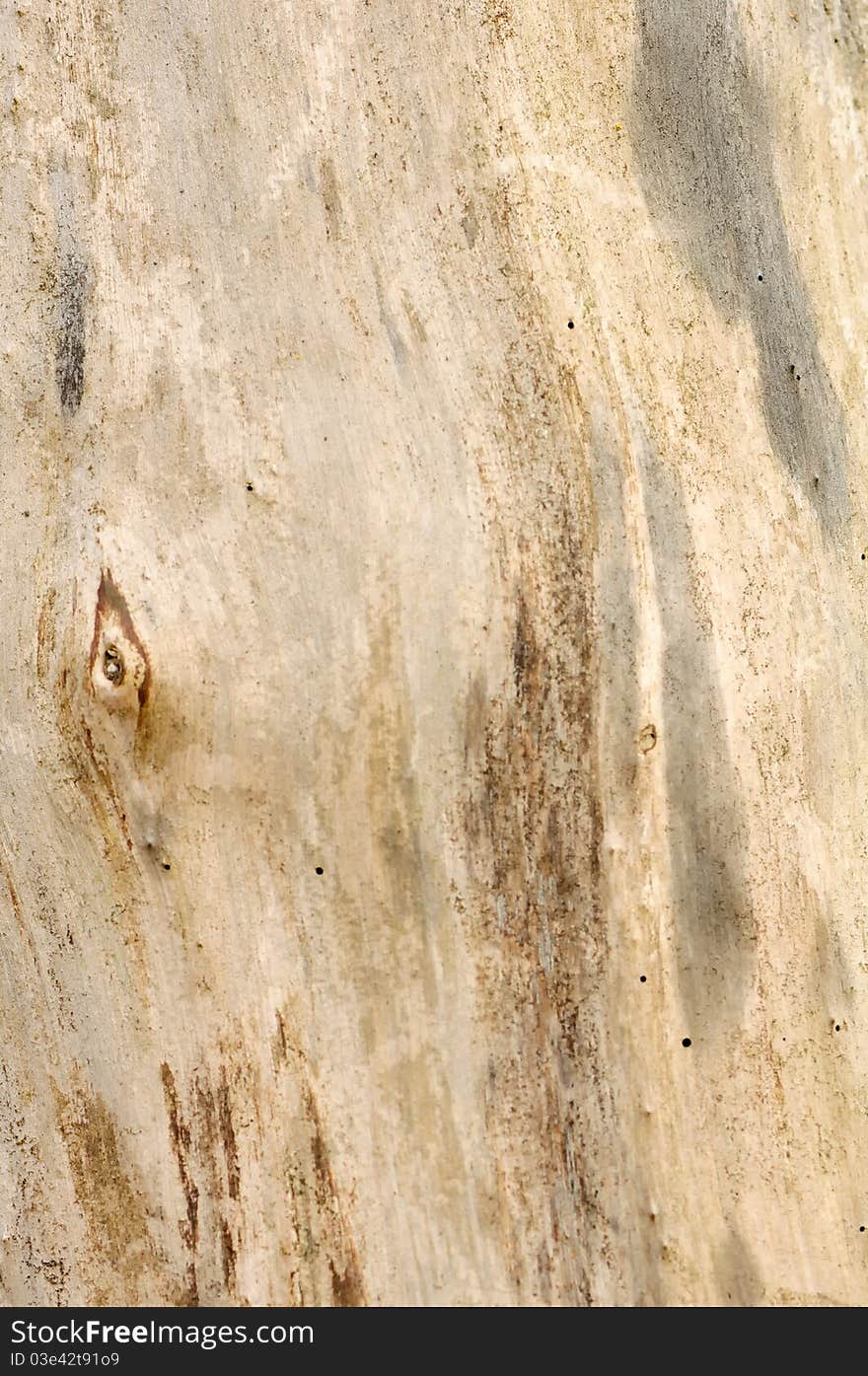 A close-up of a barkless tree as a background. A close-up of a barkless tree as a background