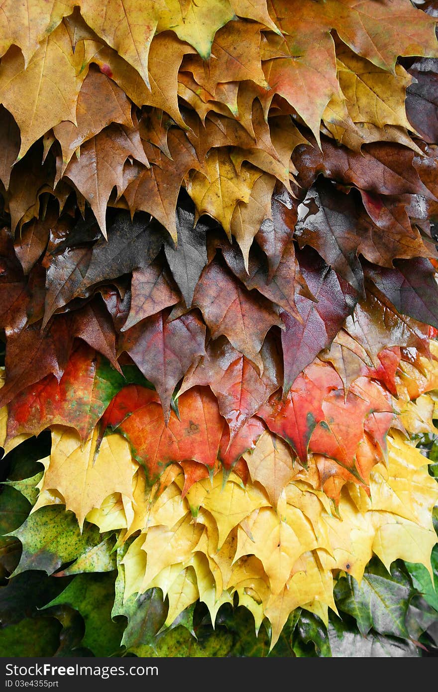 Arranged Foliage