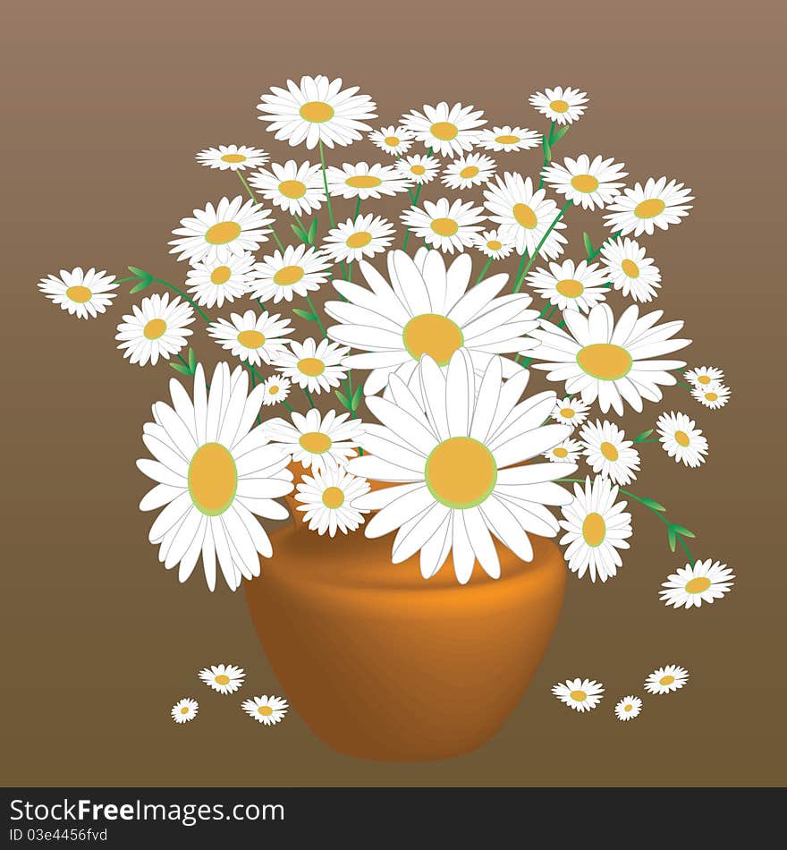 Daisies