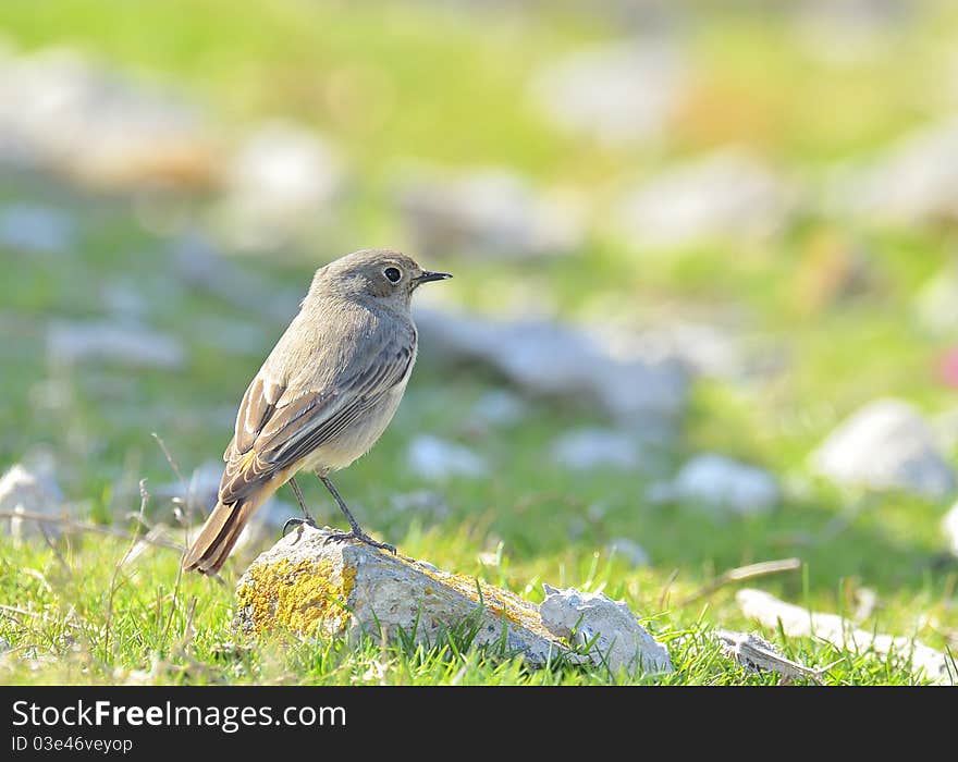 A Black Redstart (Phoenicurus ochruros) on field