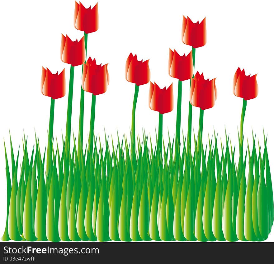 Tulips