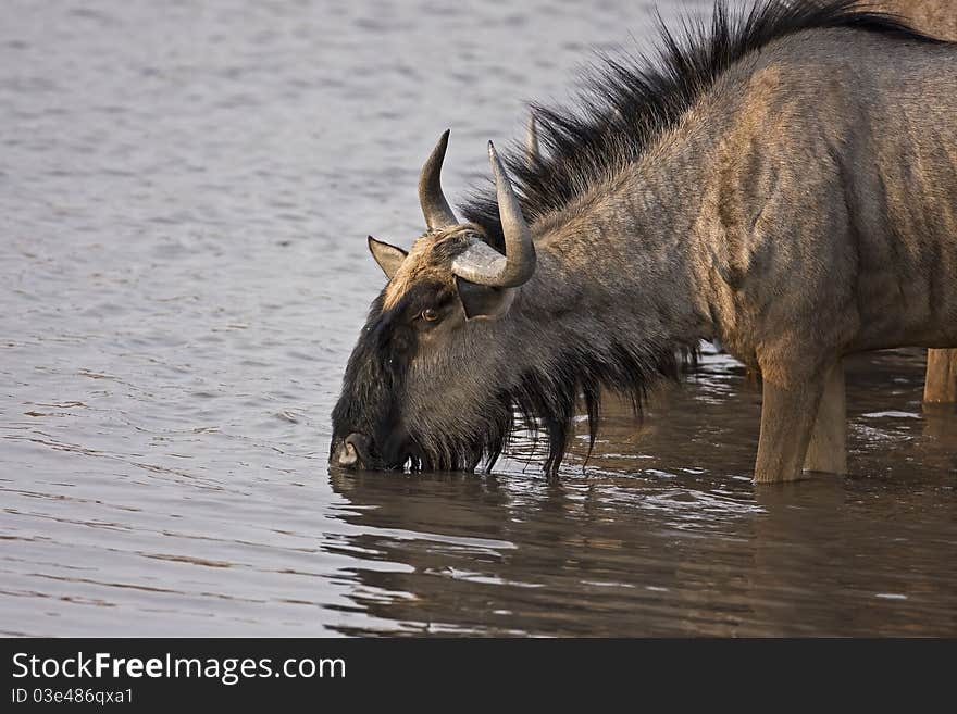 Blue Wildebeest at waterhole