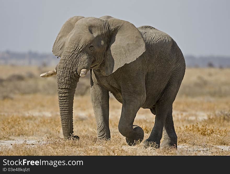 Big African elephant walking in field ; Loxodonta Africana. Big African elephant walking in field ; Loxodonta Africana