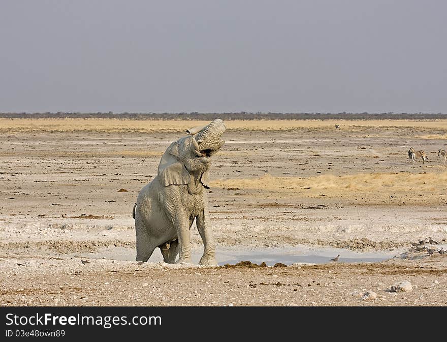 African elephant full of white mud with head and trunk in the air; Loxodonta Africana