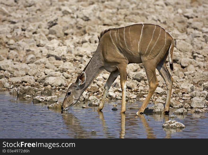 Greater Kudu Female At Waterhole