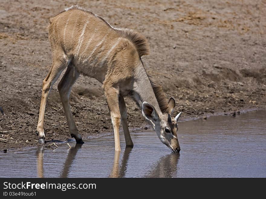 Young Greater Kudu male at waterhole