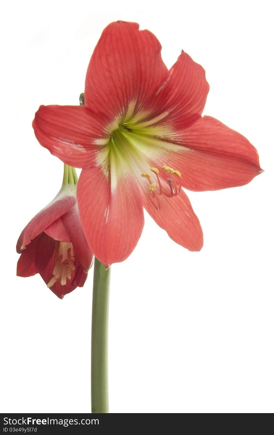 Amaryllidaceae flower as white isolate background. Amaryllidaceae flower as white isolate background