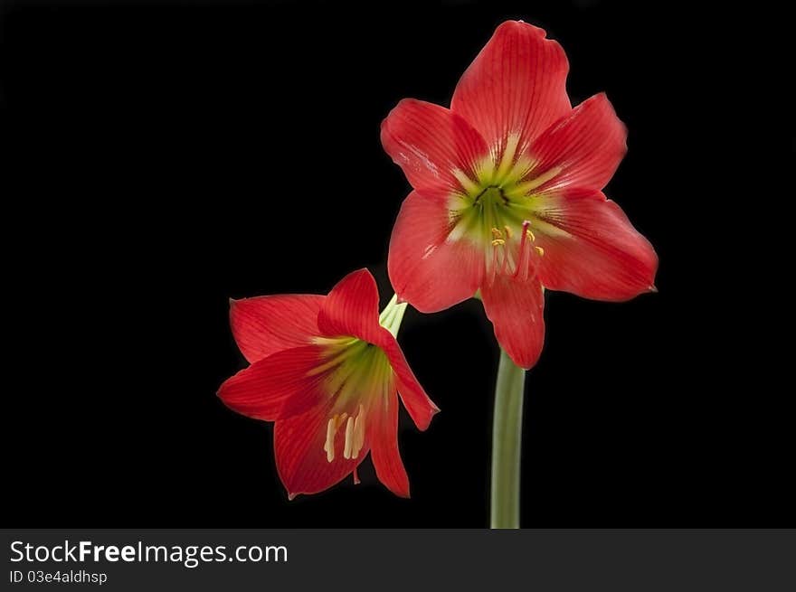 Two amaryllidaceae flower as black isolate background