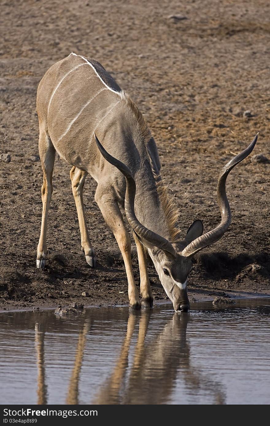 Kudu at waterhole; Gelaphus strepsiceros;. Kudu at waterhole; Gelaphus strepsiceros;