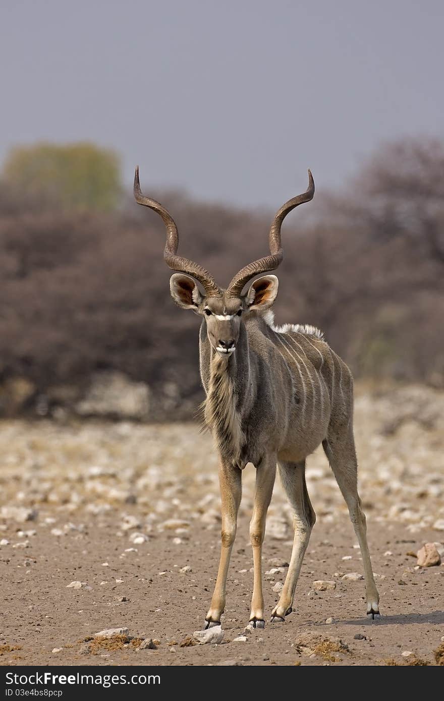 Male Kudu standing in field; tragelaphus strepsiceros. Male Kudu standing in field; tragelaphus strepsiceros