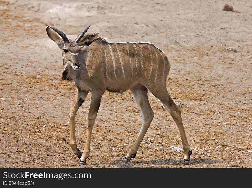 Young Kudu male walking in field; gelaphus strepsiceros. Young Kudu male walking in field; gelaphus strepsiceros